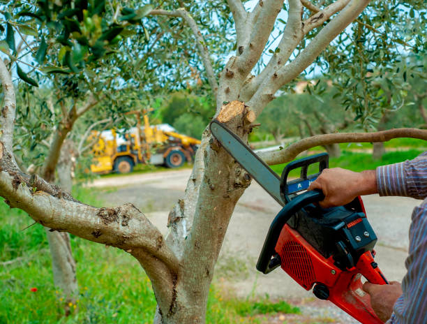 Best Tree Care Services  in Centreville, AL